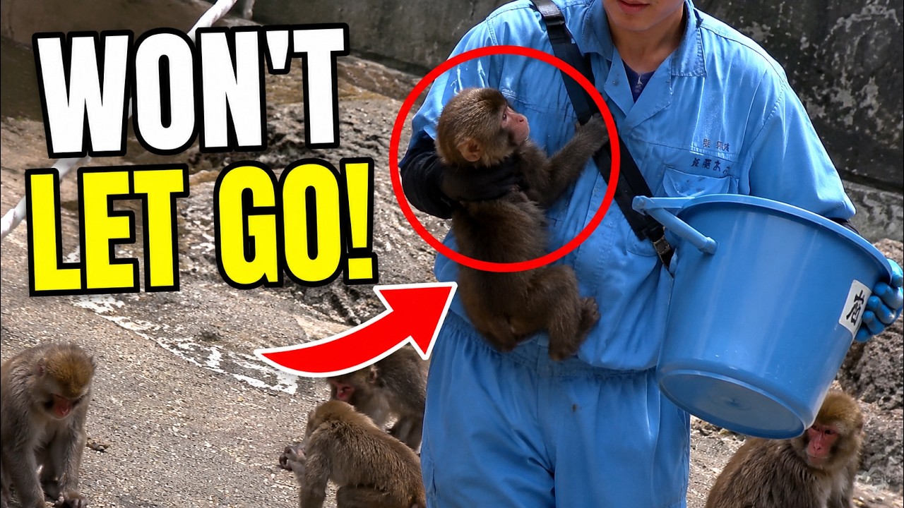 Punch Update Today: Punch Clings to Keeper Dad Through Feeding Time&mdash;Why Won&rsquo;t He Let Go?**