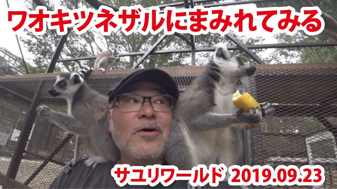 【サユリワールド】ワオキツネザルにまみれてきました！（2019年09月23日）