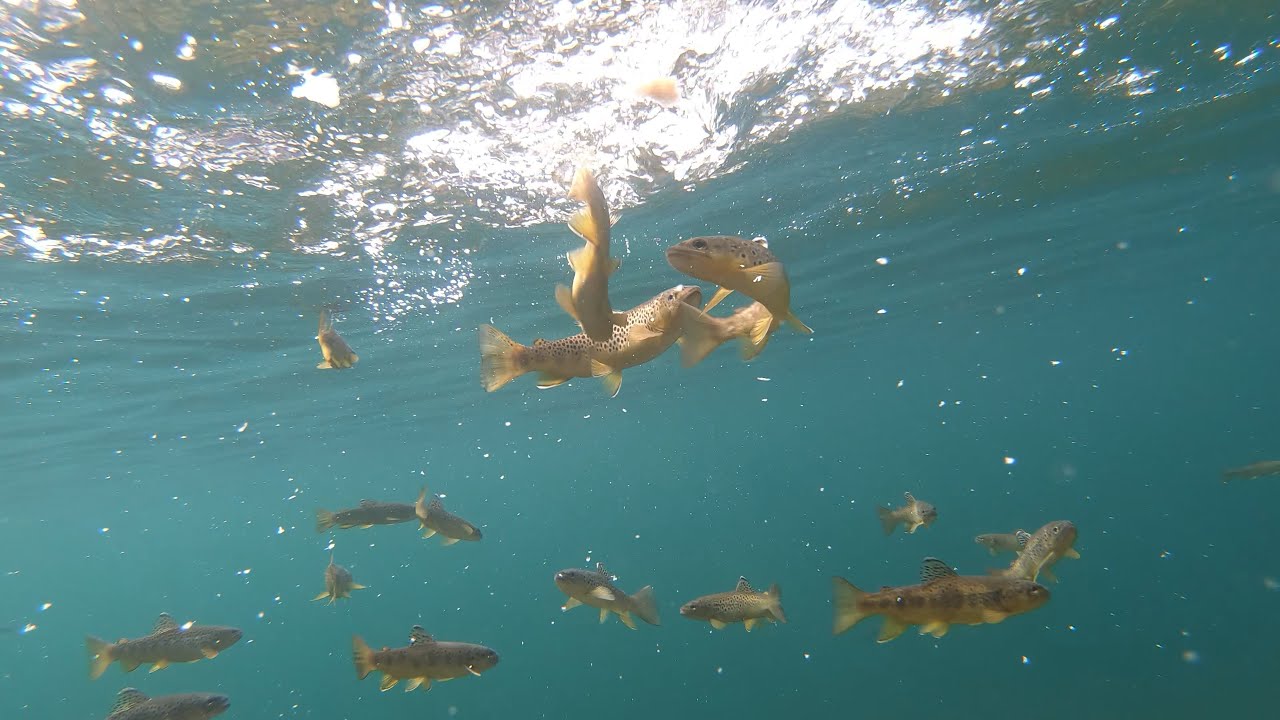 4K Underwater Trouts Attacks and behavior