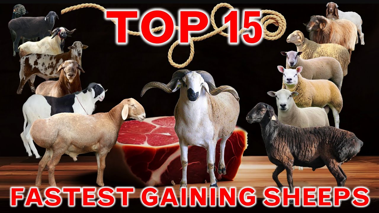 Top 15  Fastest-Gaining Sheep Breeds in the World | Average Daily Weight Gain Per Day