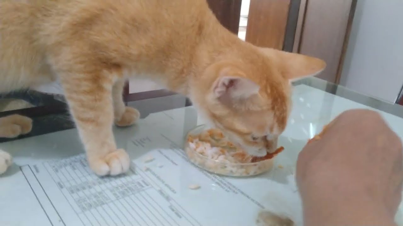 Enak makan nasi 🐱#shortviral #cat #kitten #cute #funny #fyp  #kucing