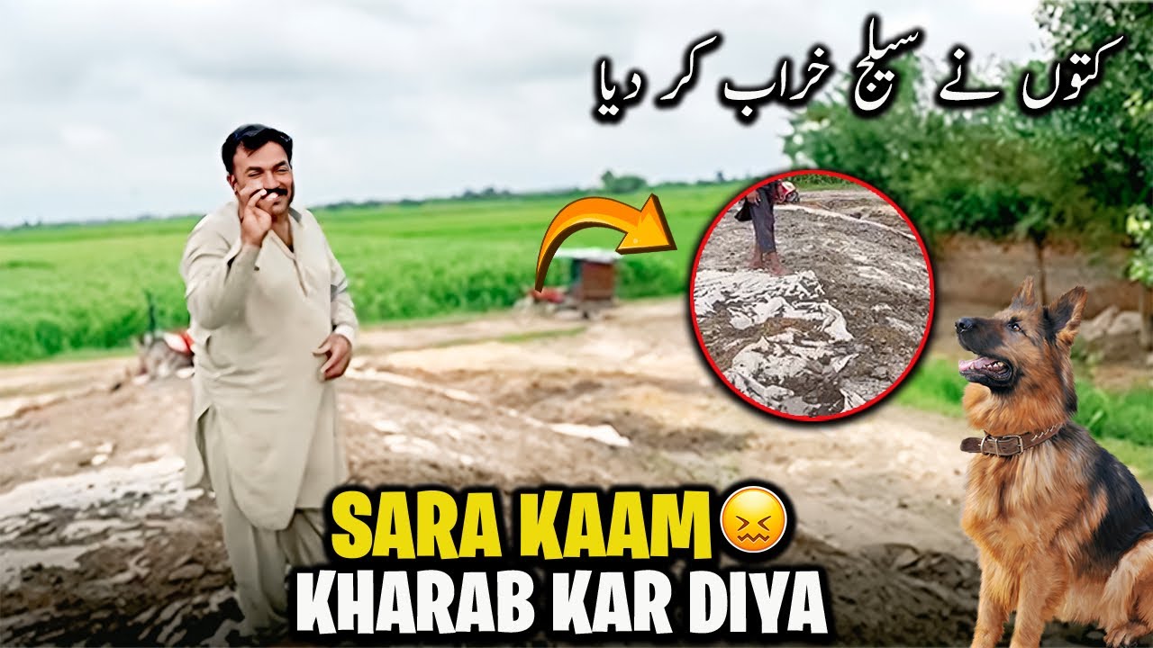 Sara kaam kharaab Kar diya 😢 | ڈیرے پر سارا سیلج خراب کر دیا کتوں نے