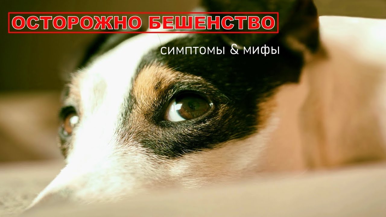 БЕШЕНСТВО у собаки . 13 первых  симптомов у животных. #собака  #животные #бешенство 