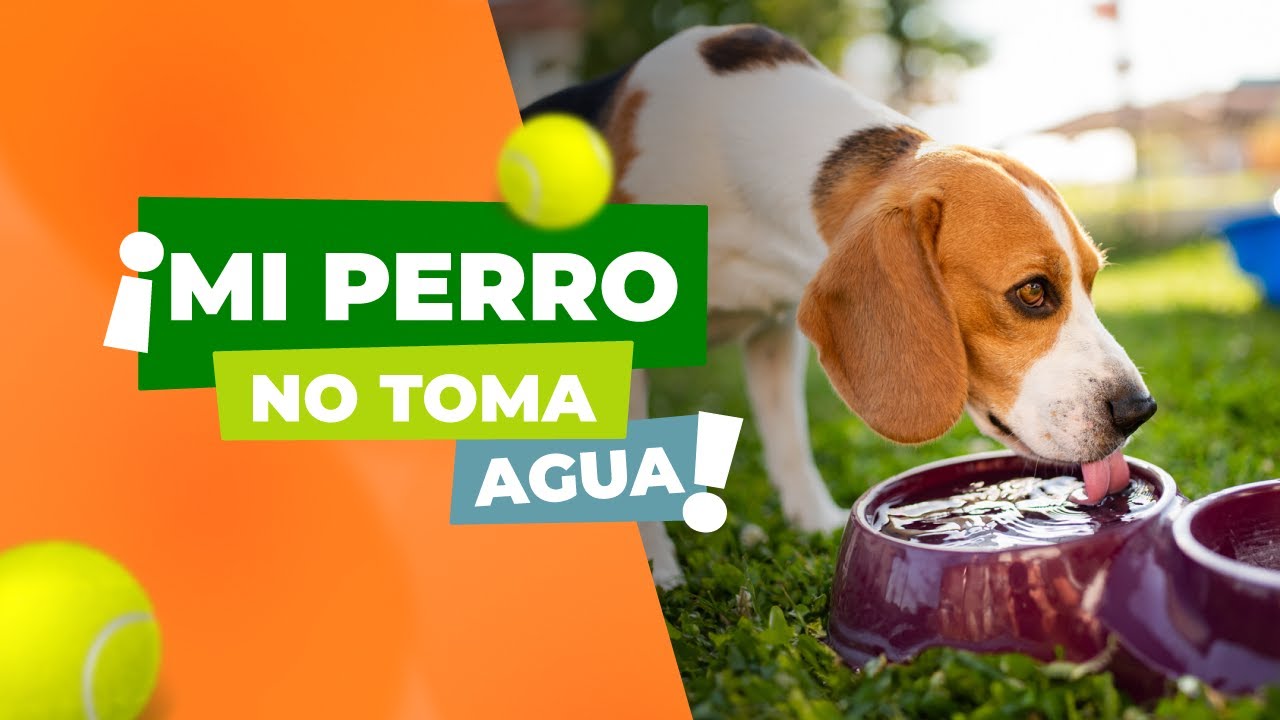 5 tips para hacer que un perro tome agua 🐶💧