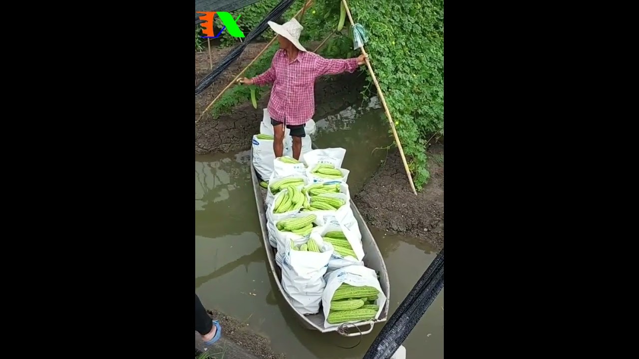 Trồng Mướp Đắng ( Khổ Qua ) ở miền t&acirc;y, Xứ sở tr&aacute;i c&acirc;y thần dược