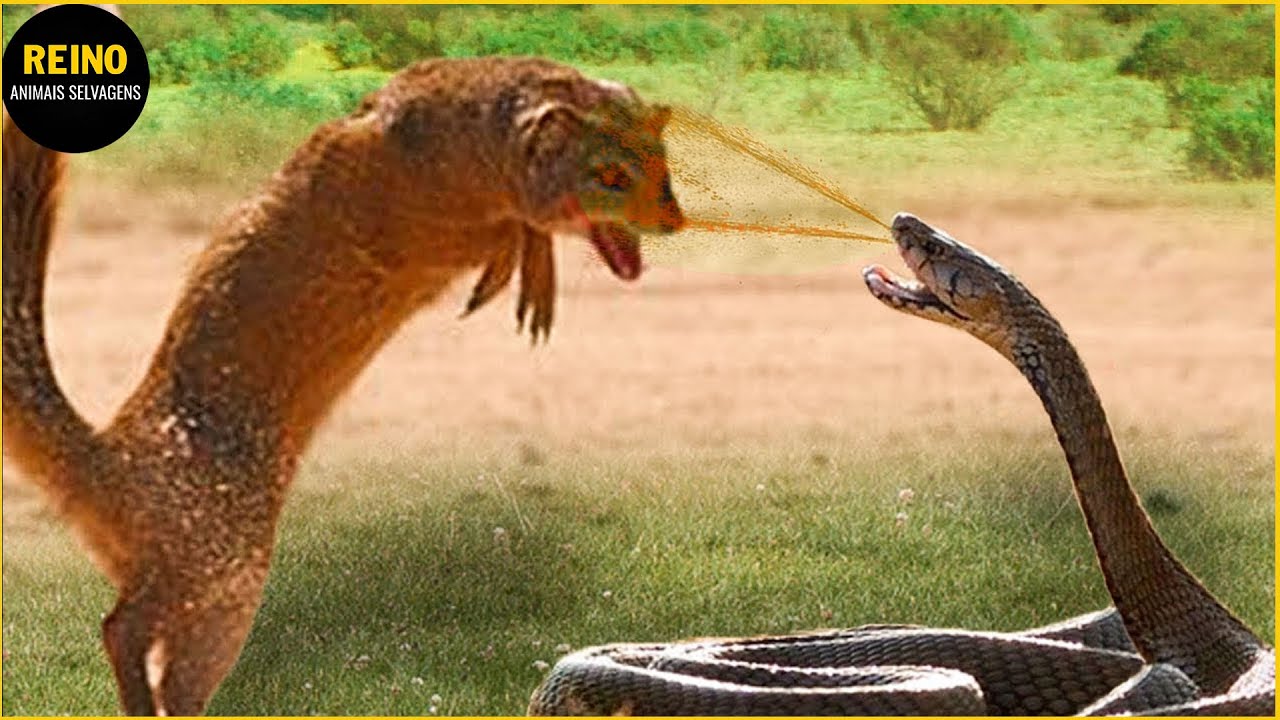 30 Momentos Cobra rei Vs Mangusto Lutam At&eacute; O &Uacute;ltimo Suspiro | Reino Animais Selvagens