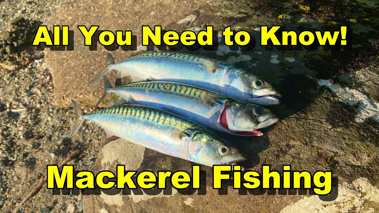 2 EASY MACKEREL FISHING METHODS THAT WILL HELP YOU CATCH FISH!!!  Sea Fishing UK