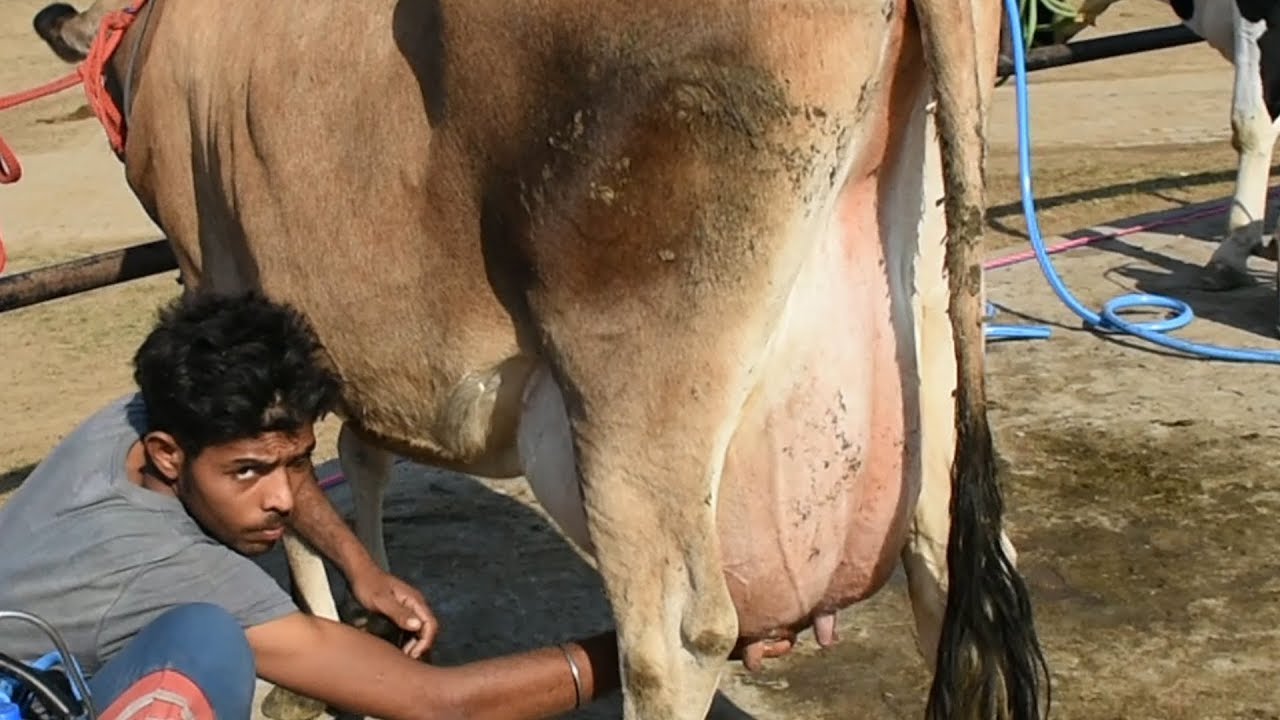 Milking of a heavy milker jersey cow