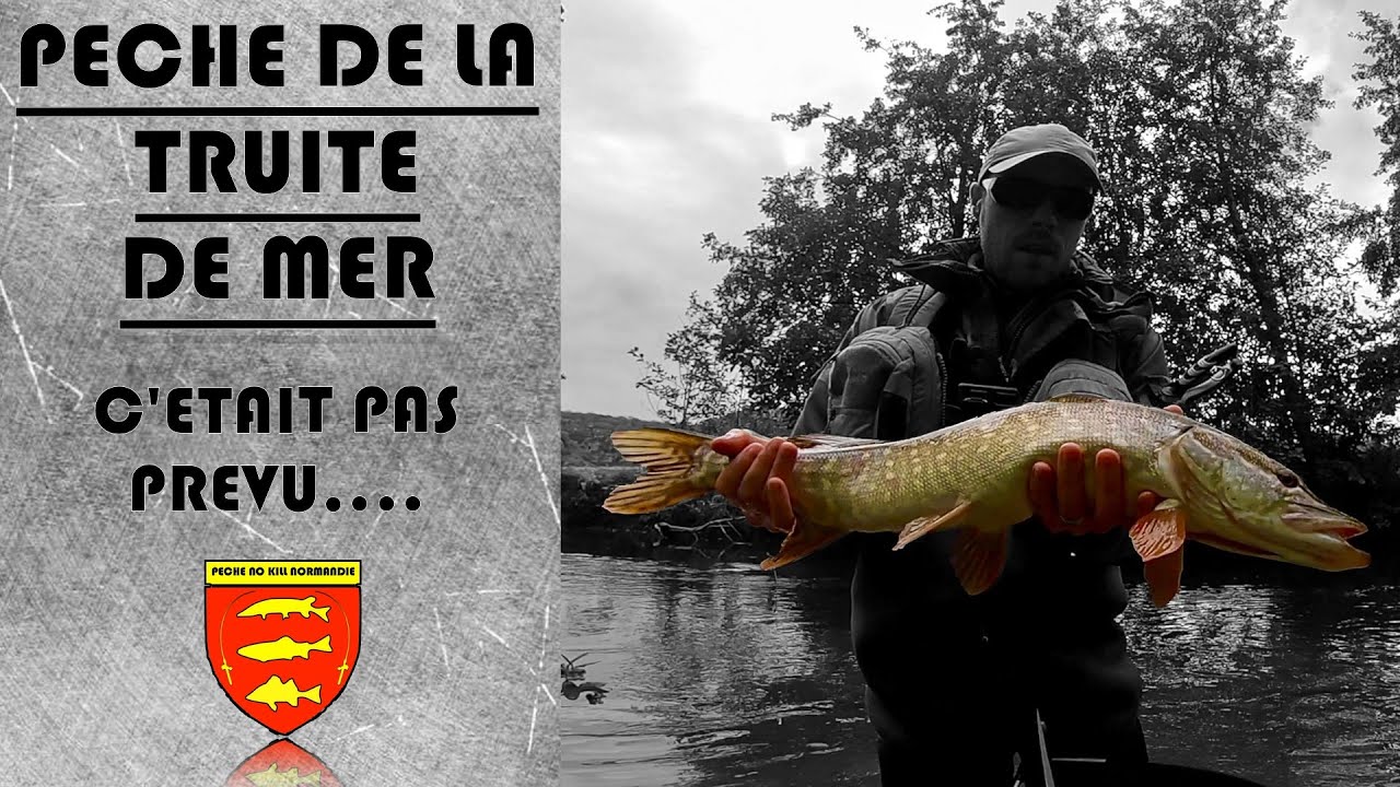 PECHE au LEURRE en RIVIERE : Un invité surprise en cherchant la TRUITE DE MER...