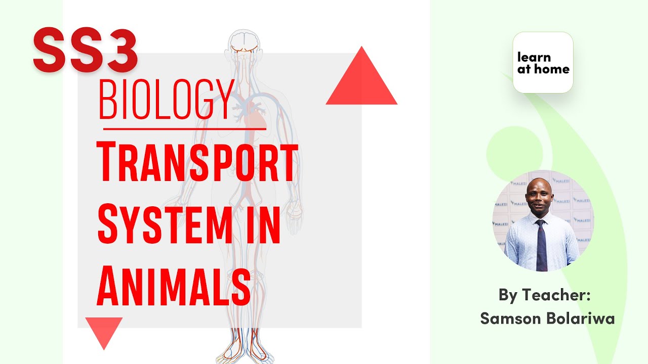 SSS3 Biology: Transport System in Animals