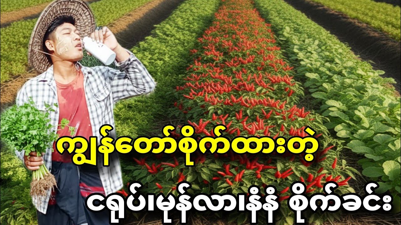 ပိုက်ဆံမကုန်အောင် ကိုယ်တိုင်အပင်တွေစိုက်စားကြည့်မယ် #mgnyein #foodblogger #foryou  #စိုက်ပျိုးရေး 