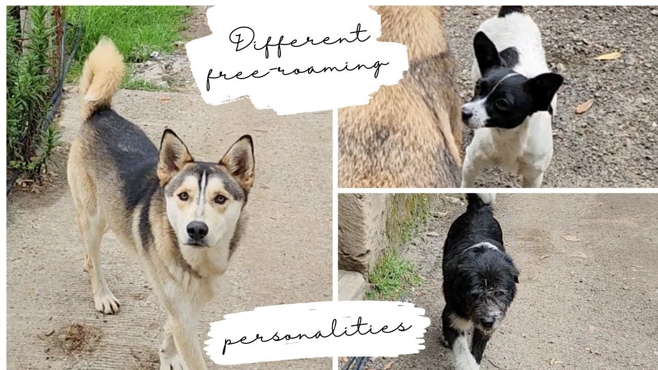 Body language in free-roaming dogs, or: meet the dog in front of you!