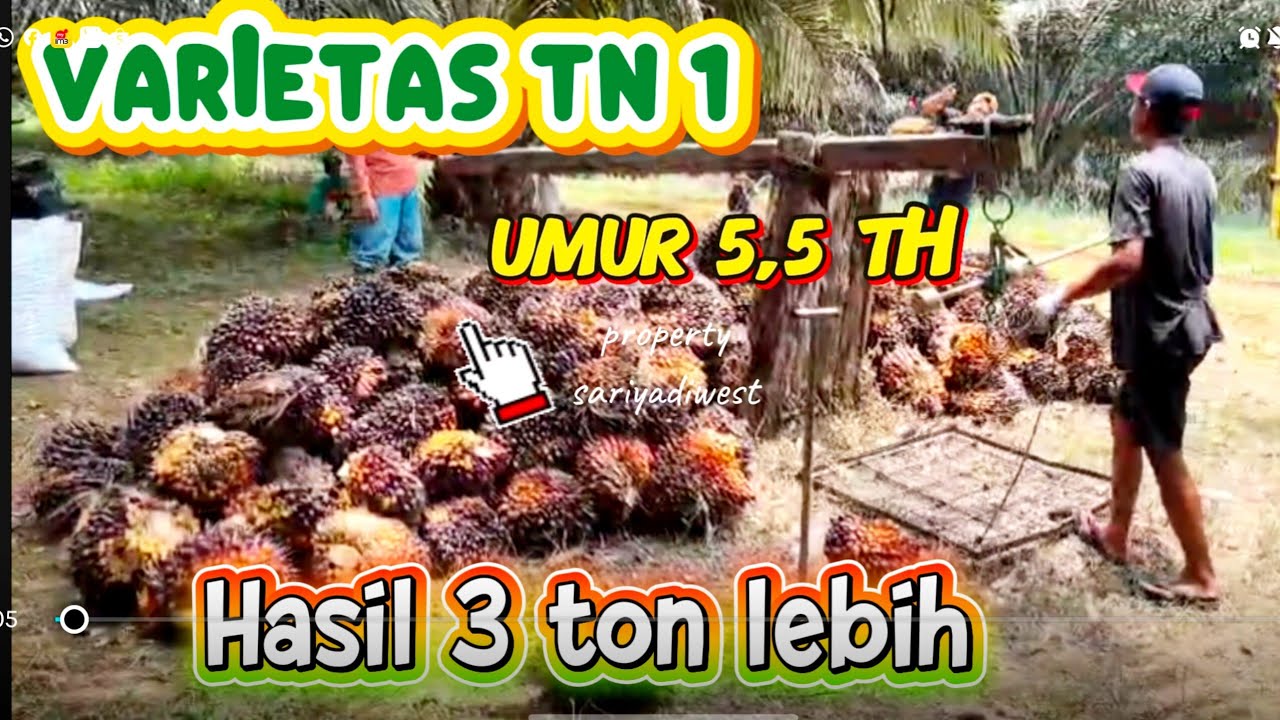 Panen Ganas ‼️Biasa Dilakukan bila mau lebaran