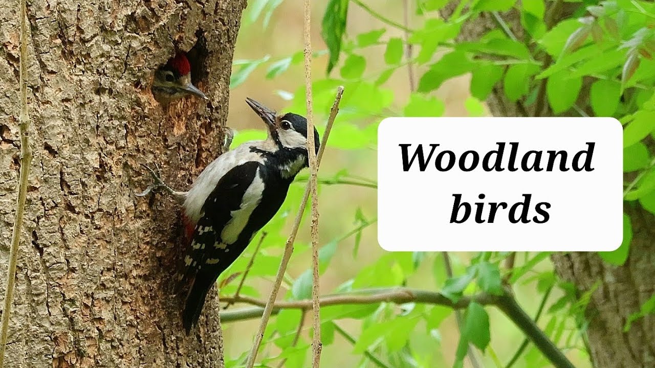 UK woodland birds | Bristol 2025