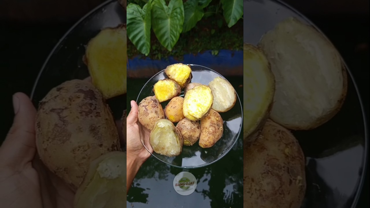 Umbi Rebus Hangat Teman Santai Paling Nikmat 