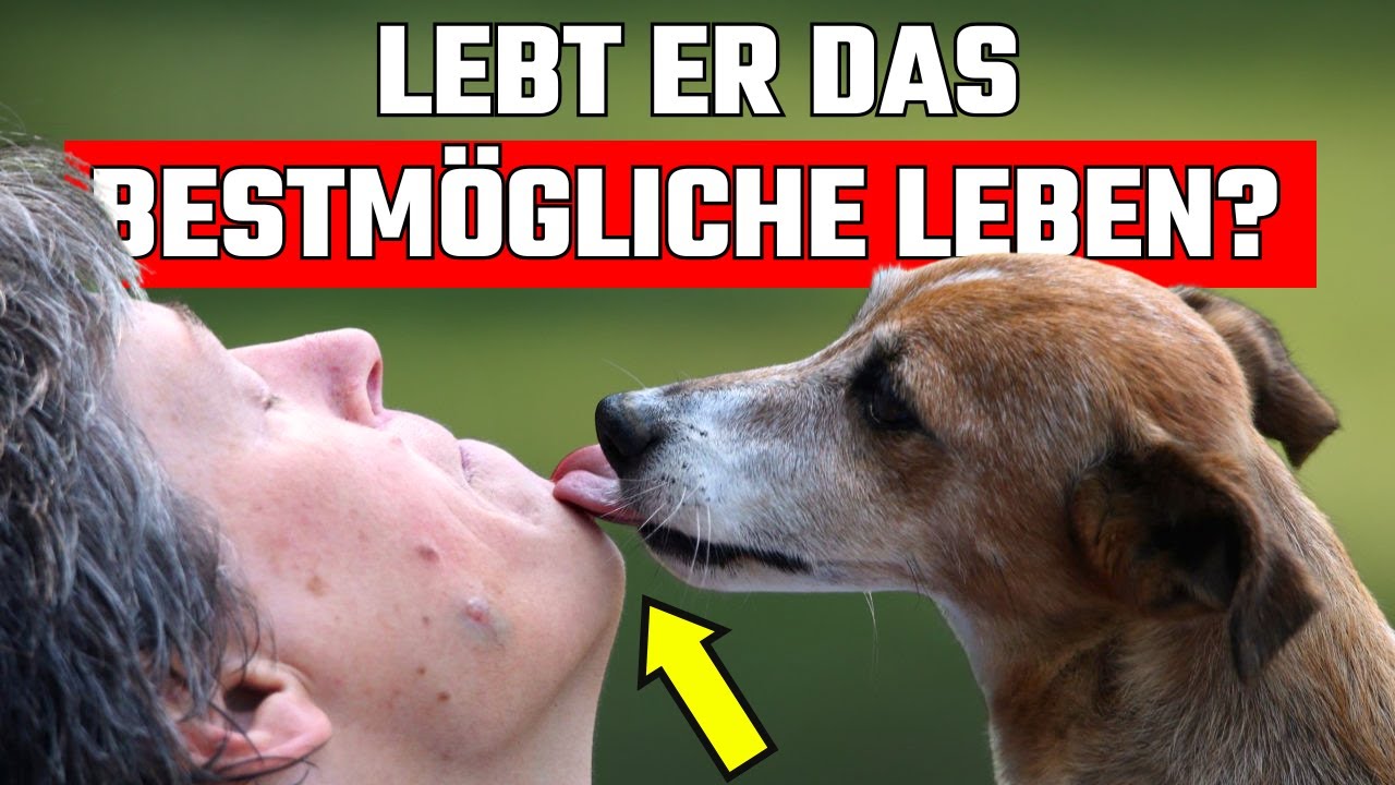 Wenn dein Hund das macht, gibst du ihm das perfekte Leben.