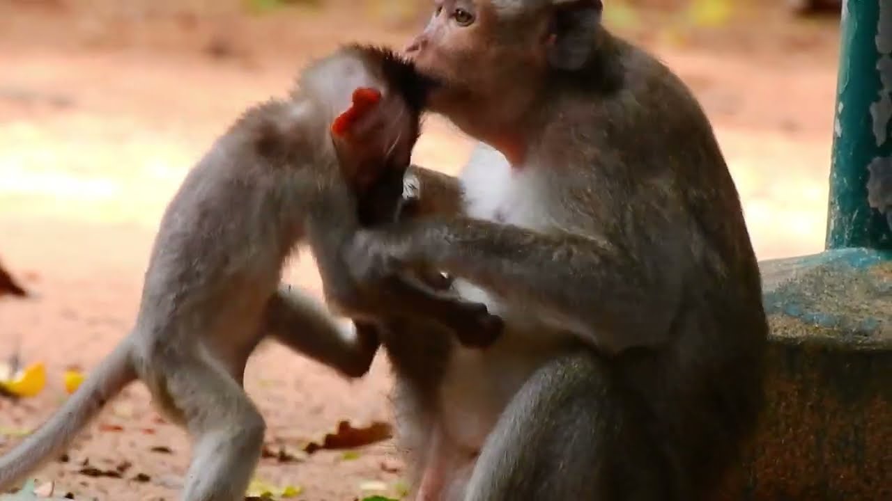 IT'S HARD FOR MONKEY JASPER TO ACCEPT WEANING. BABIES USUALLY WANT THEIR OWN WAY BUT MOMS ARE TOUGH