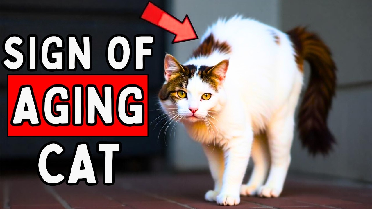 When Cats Start Getting Old, They Do THIS