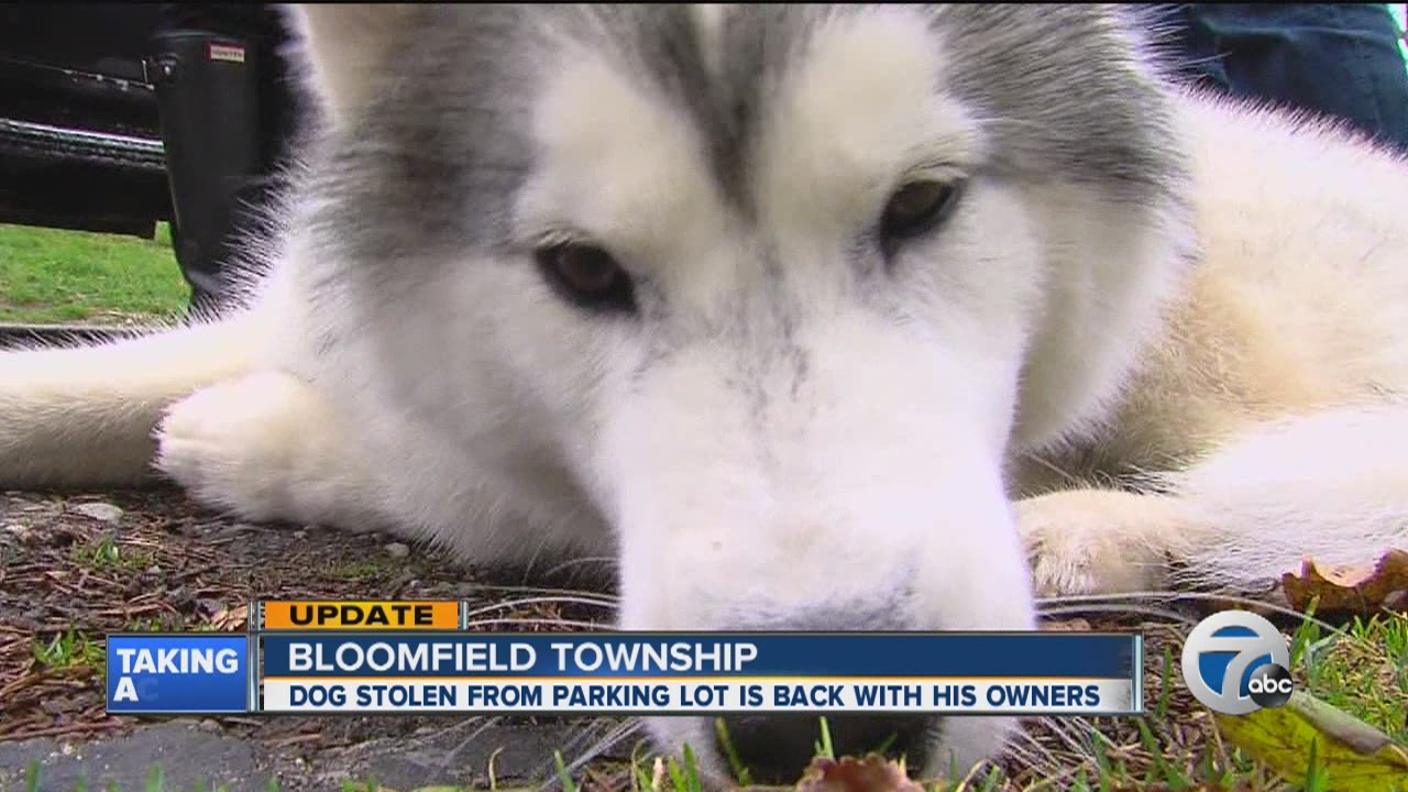 Stolen dog returned home
