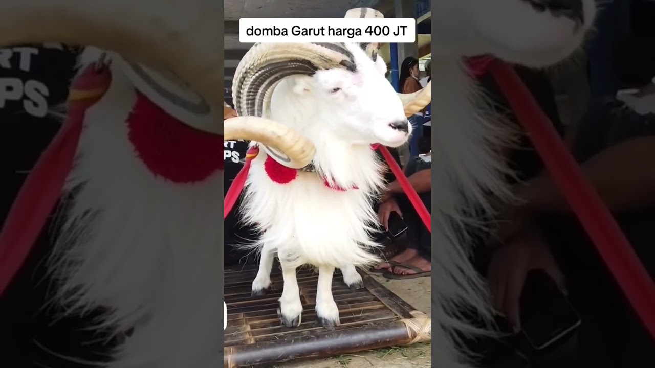 HARGA DOMBA GARUT 400 JUTA #TANDUK MEWAH #dombagarut #dombagarutkontes #dombaunggul #DOMBAADU