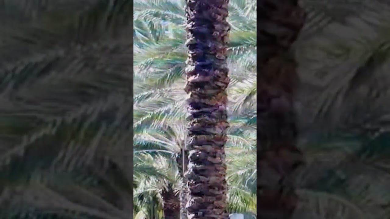 I wish an amazing weekend to all my friends. Have fun. #shortvideo