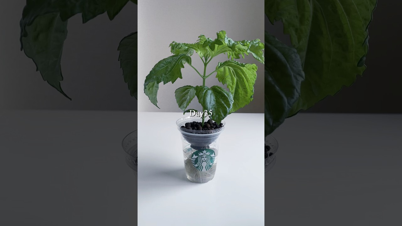 スタバカップでシソ栽培、種蒔きから35日目までの様子