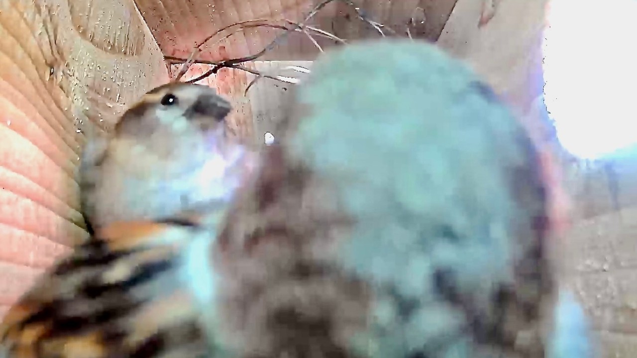 House Sparrow Nest Box: Conversation?