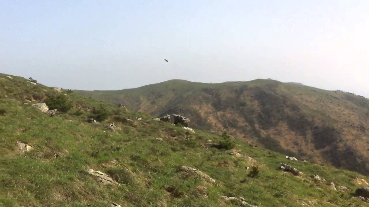 Poiana di Harris (Irah) in termica e in picchiata al richiamo sul guanto