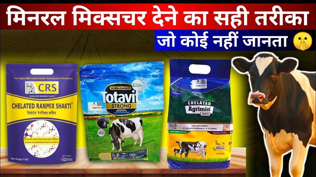 90% लोग गलत तरह से देते है मिनरल मिक्सचर CRS, Agrimin forte & Toavit  #vetpetandcattle #veterinary