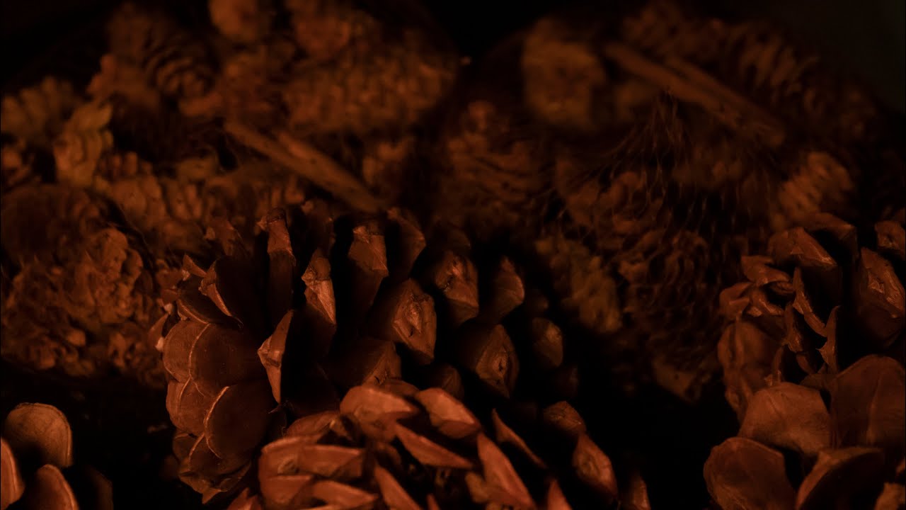 ASMR 1 Hour of Pine Cone Sounds (No Talking)