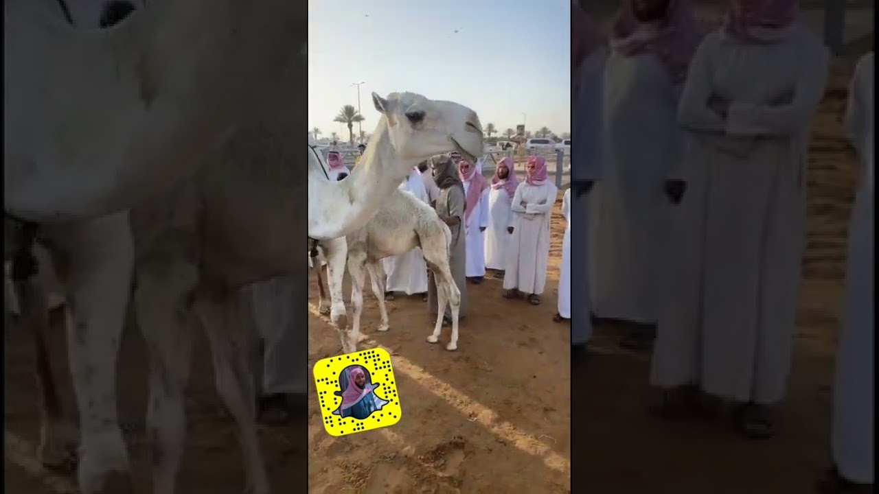 مزادات مدينة الانعام ببريدة ( إبل، أغنام )أذواد قوية ١٤٤٤/١/٢٢هـ