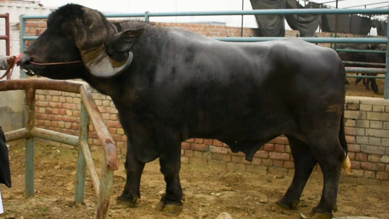 जानदार जाफराबादी भैंसा पंजाब में I Best Jafarabadi Bull at Badal Farm Punjab I African cape buffalo
