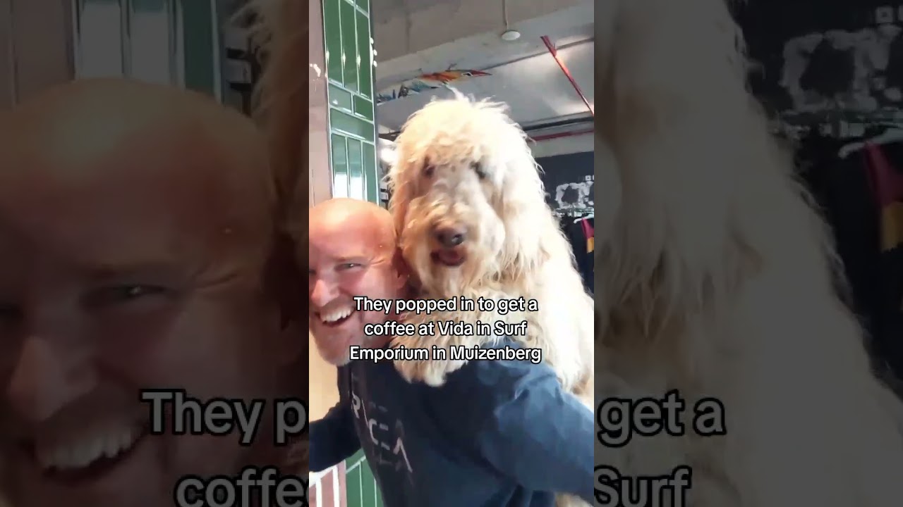 Beautiful Dog Pops into Vida in Surf Emporium for a Coffee ☕ 