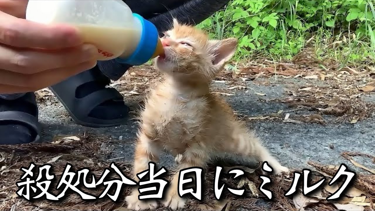 殺処分寸前の子猫にミルクを与えました。【保護猫】