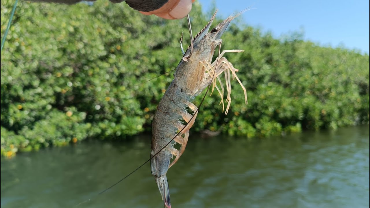 Pesca de Pargo con Camarón Vivo al modo Artesanal