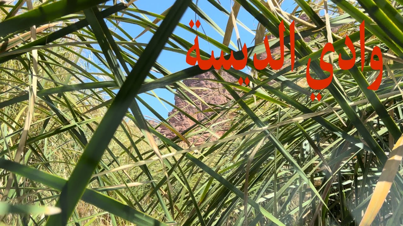 ( 97 ) مغامرة الى وادي الديسة مع الذئب والرحال الحوسني 2023 السعودية الجزء 4