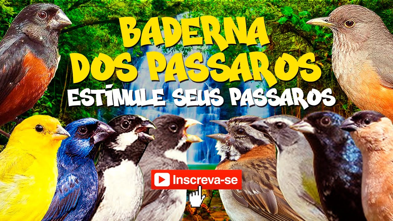 BADERNA DE PASSÁROS ÓTIMO PARA ESTIMULAR SEUS PASSAROS