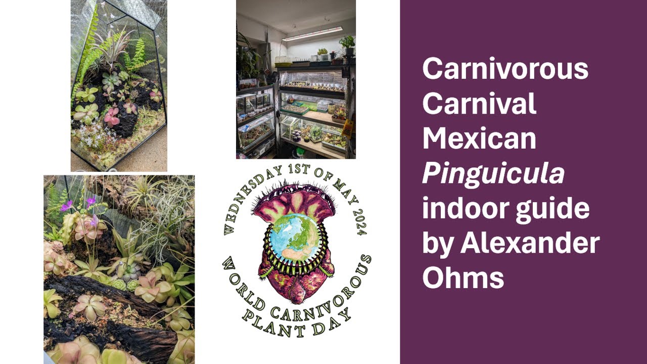 Carnivorous Carnival Mexican Pinguicula indoor guide - Alexander Ohms