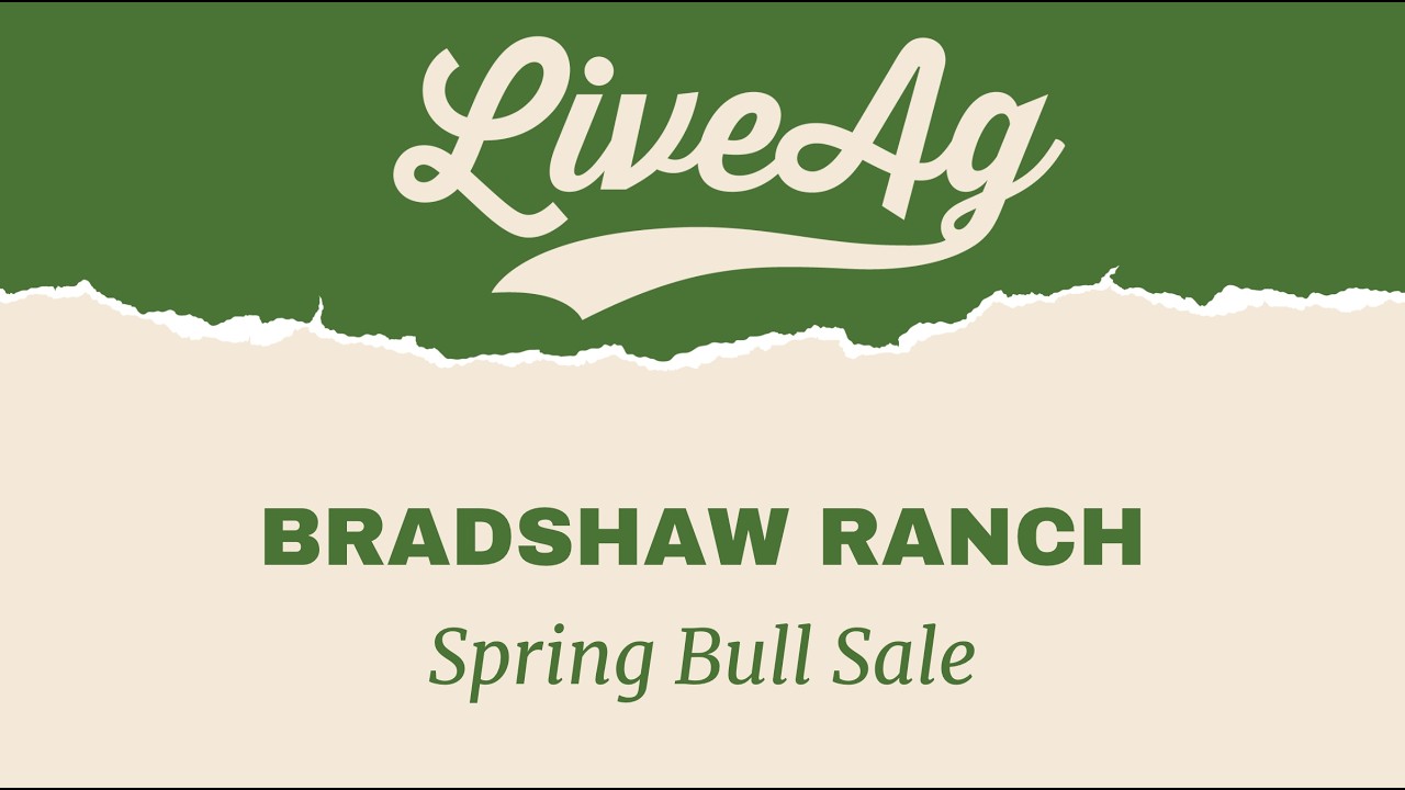Watch the 2026 Bradshaw Ranch Bull Sale