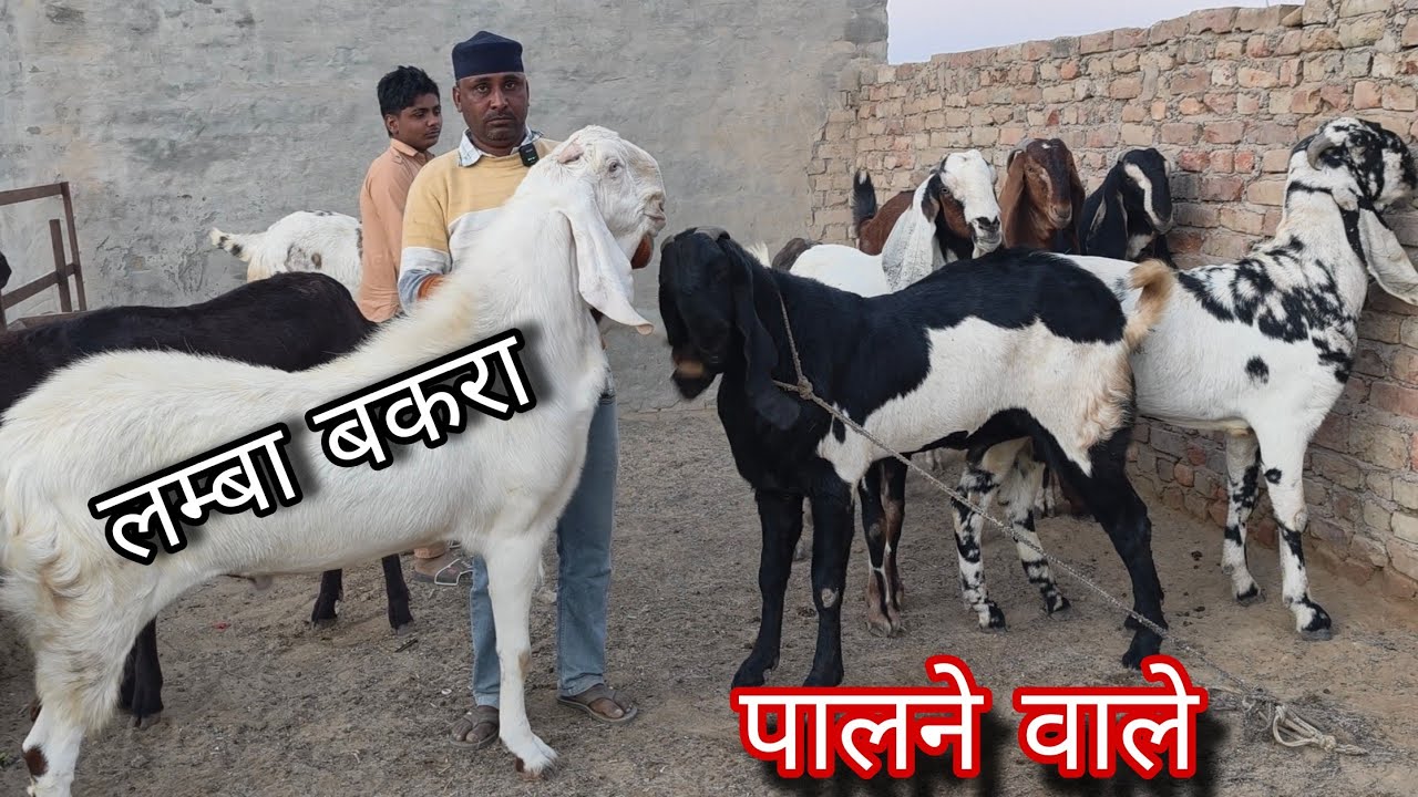 पालने वाले पंजाबी बकरे ऑनलाइन goat sell 