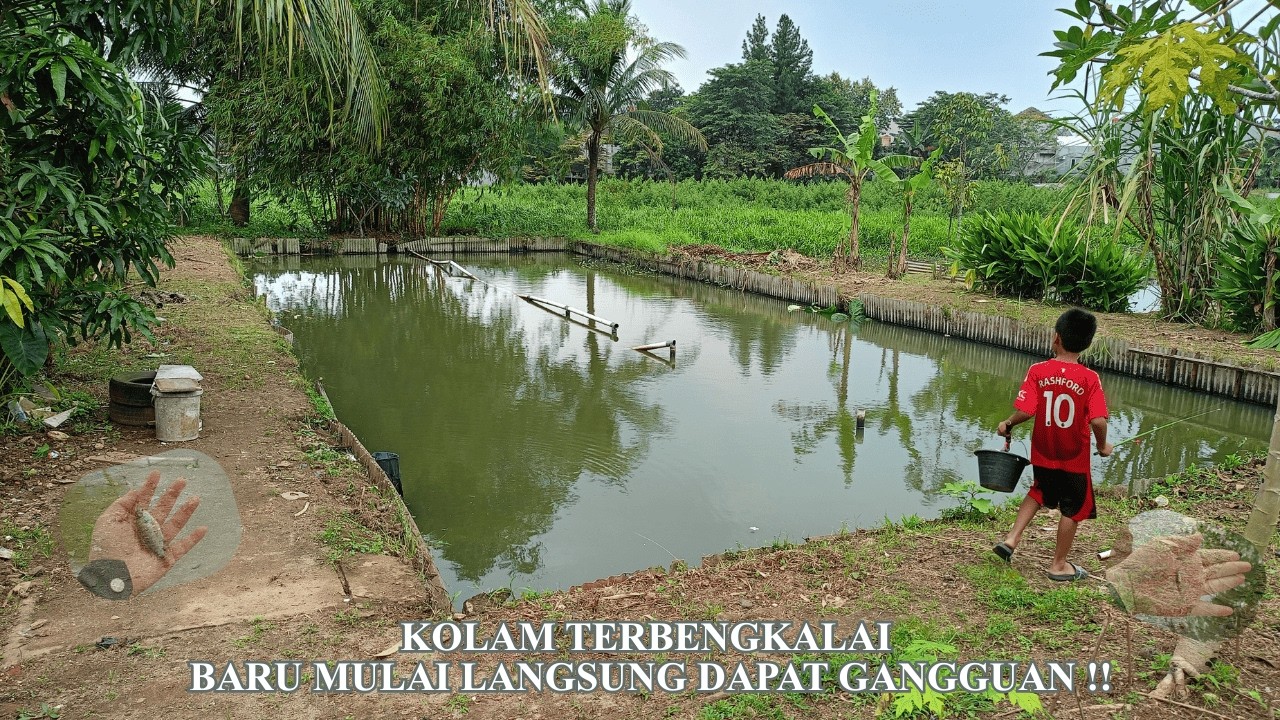 Mancing di Kolam Terbengkalai Masih ada Ikannya !!!. Tapi ada Gangguan Berdatang. 😭