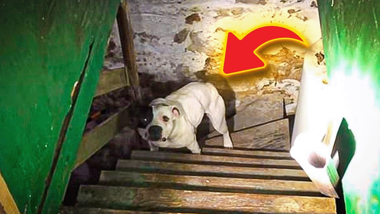 Man finds a terrified pitbull chained up and left in the basement of the new home he had just bought