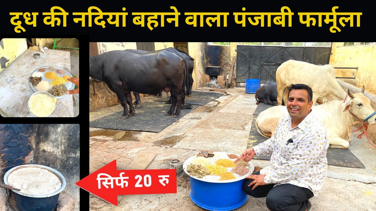 मात्र ₹20 में बनाएं दूध डबल करने वाली खुराक👍Milk Increase formula in Dairy Farm👍 Feed Mangement