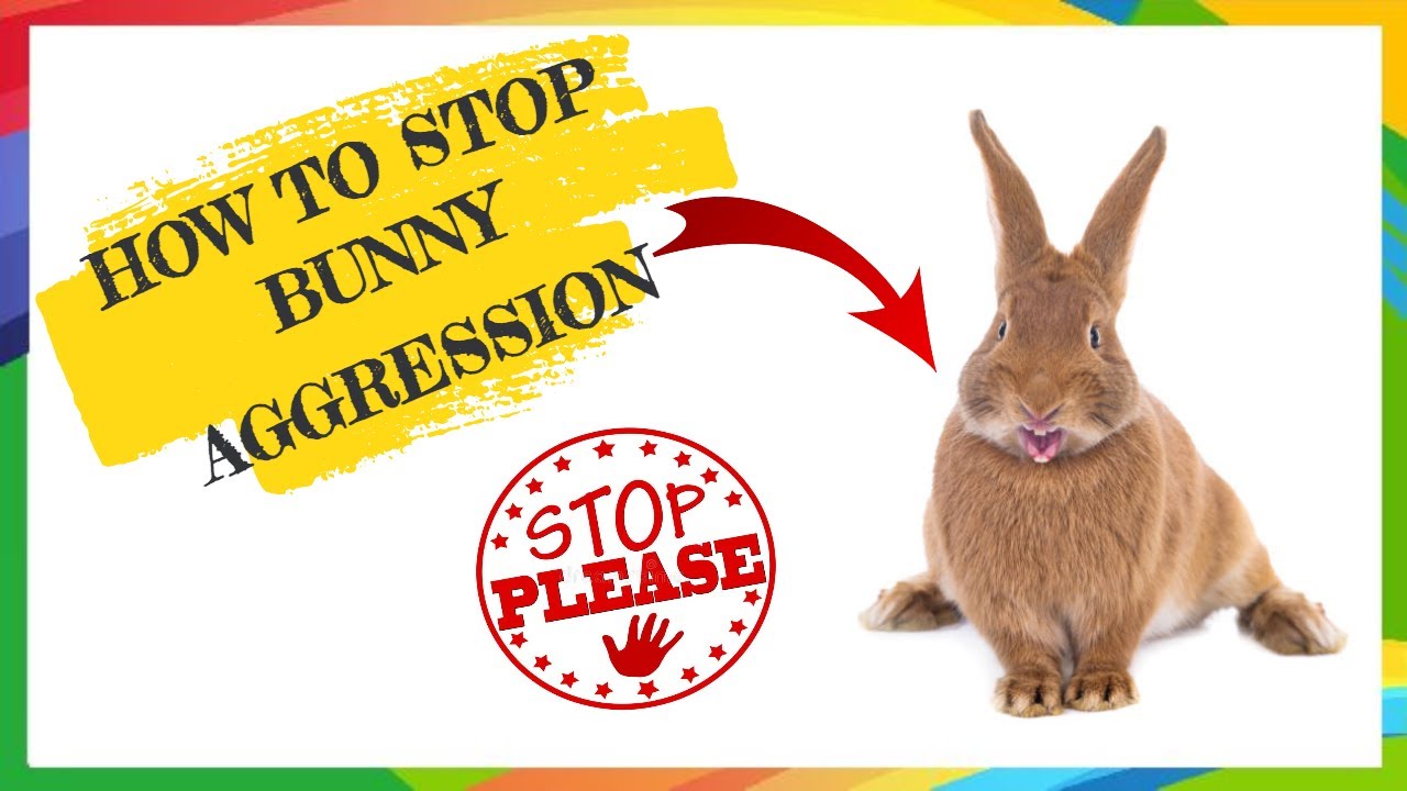 Stopping Rabbit Aggression Towards Toys, Food Bowls and Other Objects