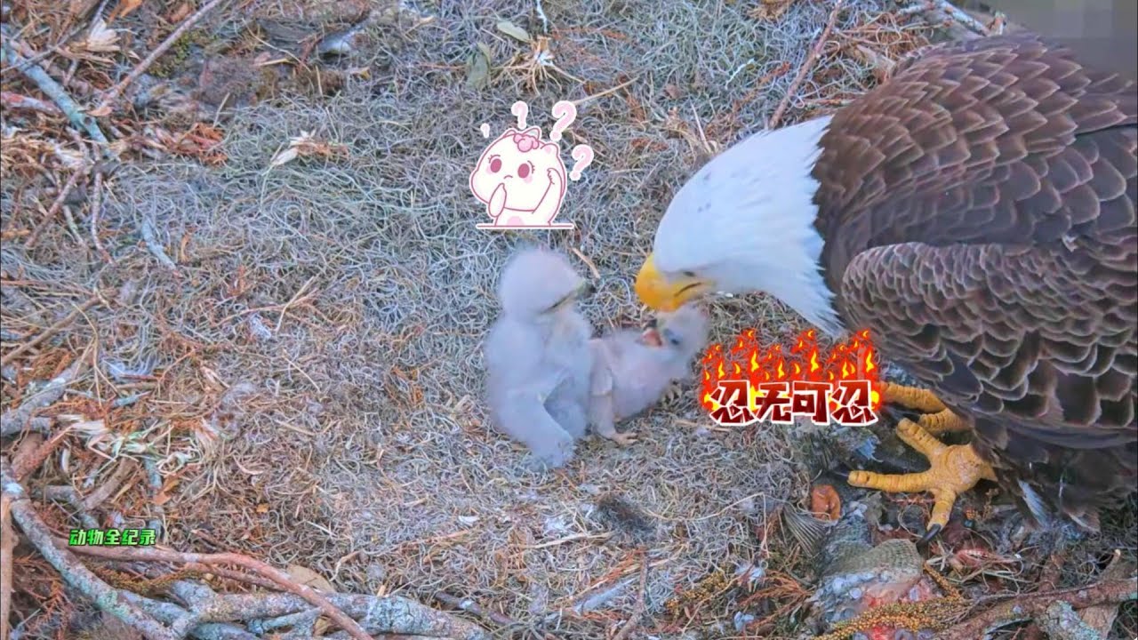 26号白头海雕：看到妈妈只喂给大毛吃，小二毛是怒火中烧