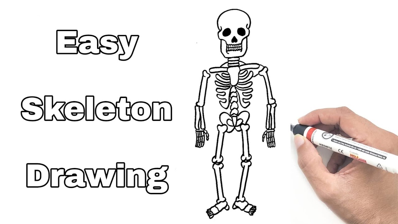 Skeleton Drawing Easy | YoKidz Channel | YoKidz Drawing