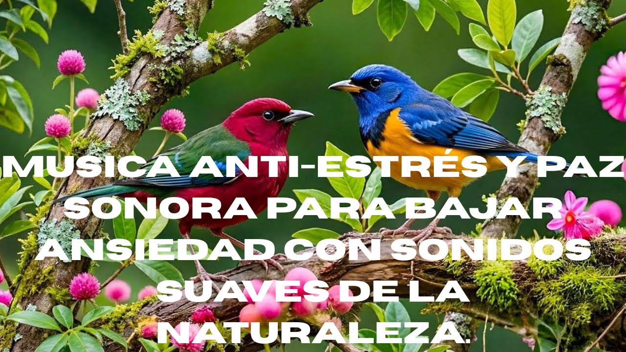 MUSICA  ANTIESTRES Y PAZ SONORA.PARA BAJAR ANSIEDAD CON SONIDOS SUAVES DE LA NATURALEZA.