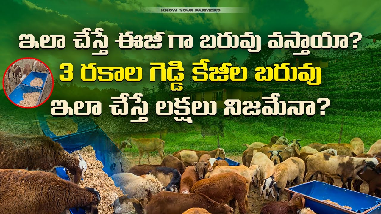 మూడు గెడ్డి జాతులు మరియు సప్లిమెంట్స్ ఇస్తే 5 నుంచి 7 కేజీ లు బరువు పెరుగుతాయి | Know Your Farmer