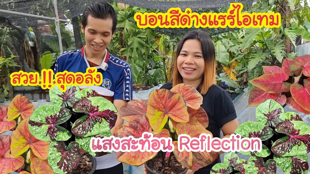 สวยอลังกาลมาก .!!. บอนสีด่างแรร์ไอเทม ว้าวุ่นอีกแล้ว ชอบต้นไหนเตรียมเก็บกันได้เลย
