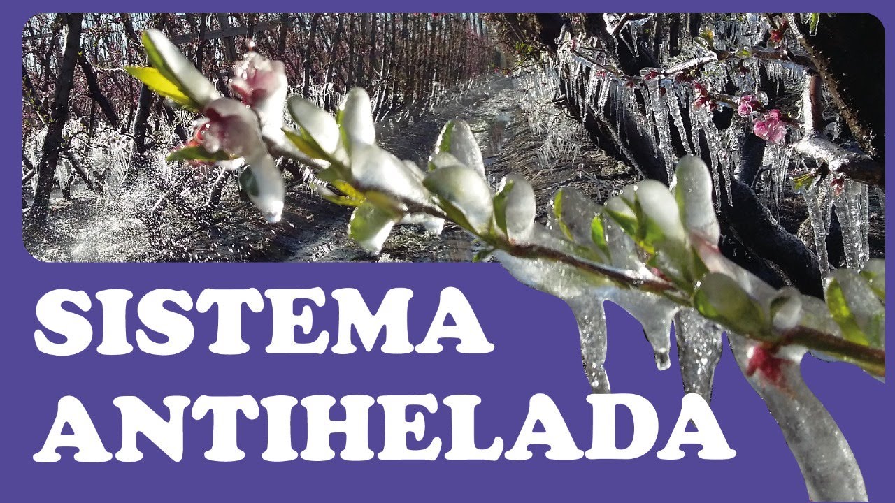 SISTEMA DE ANTIHELADA TRADICIONAL EN CULTIVO DE CEREZA